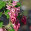 Ribes sanguineum Plant - King Edward VII