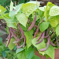 Rob Smith Heritage Veg Selection