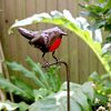 Robin Stake