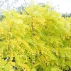 Robinia Pseud Frisia 12 Litre Pot x 2 Inc: