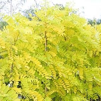 Robinia Pseud Frisia 12 Litre Pot x 2 Inc: