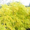 Robinia Pseud Frisia