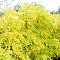 Robinia Pseud Frisia