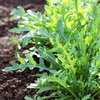 Rocket (Wild) Seeds - Captiva F1