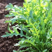 Rocket (Wild) Seeds - Captiva F1