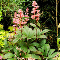 Rodgersia Plant - Bronze Peacock
