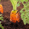 Root Vegetable Seed - Collection