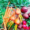 Root Vegetable Seed - Collection