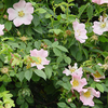 Rosa canina Bare Roots - 40-60cm