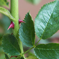 Rosa canina Plants - 20 x 2 Litre Pots