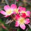 Rosa glauca Plants