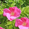 Rosa rugosa Bare Roots - Pink 40-60cm
