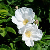 Rosa rugosa Bare Roots - White 40-60cm