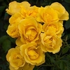 Rose (Bush) Grandma’s Rose 3 Litre Pot x 1