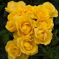 Rose (Bush) Grandma’s Rose 3 Litre Pot x 1
