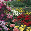 Rose Garden Special Offer