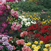 Rose Garden Special Offer