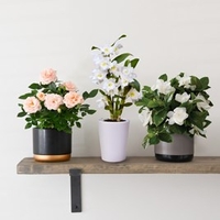 Rose Hybrid Classic Miniature