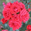 Rose (Patio) Birthday Wishes 3 Litre Pot x 1