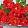 Rose (Patio) Lots of Kisses 3 Litre Pot x 1