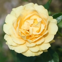 Rose Plant - Absolutely Fabulous