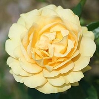 Rose Plant - Absolutely Fabulous