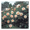 Rose Plant - Albertine