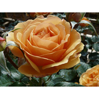Rose Plant - Amber Queen
