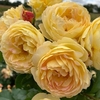Rose Plant - Belle de Jour