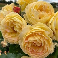 Rose Plant - Belle de Jour
