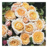 Rose Plant - Belle of the Ball