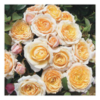 Rose Plant - Belle of the Ball