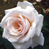 Rose Plant - Belmonte