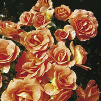 Rose Plant - Betty Harkness