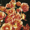 Rose Plant - Betty Harkness