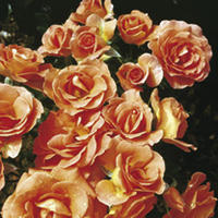 Rose Plant - Betty Harkness