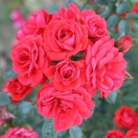Rose Plant - Birthday Wishes