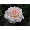 Rose Plant - Bloom of Ruth