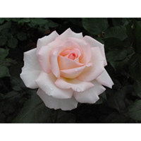 Rose Plant - Bloom of Ruth