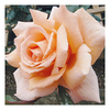 Rose Plant - Breath of Life