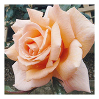 Rose Plant - Breath of Life