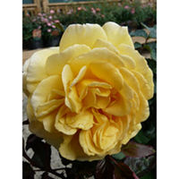 Rose Plant - Breathtaking