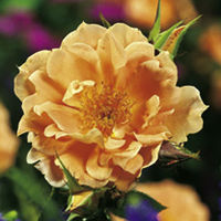 Rose Plant - Bridge of Sighs