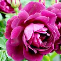 Rose Plant - Burgundy Ice