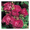 Rose Plant - Cardinal Hume