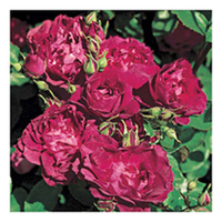 Rose Plant - Cardinal Hume