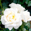 Rose Plant - Caroline Victoria