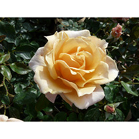 Rose Plant - Caron Keating