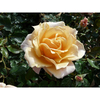 Rose Plant - Caron Keating