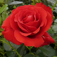 Rose Plant - Carris